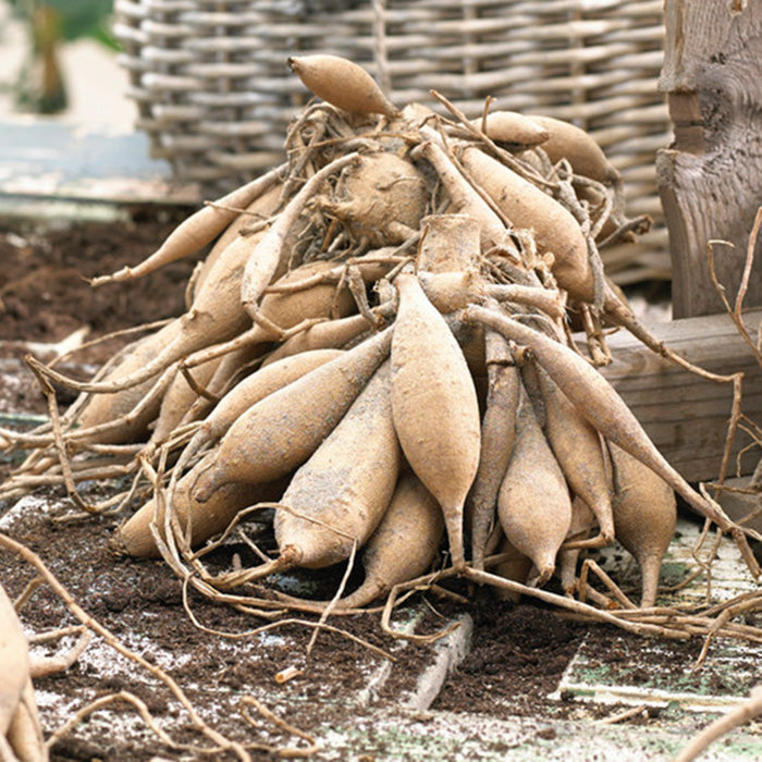 Dahlia Bulbs (Dinnerplate) - Break Out