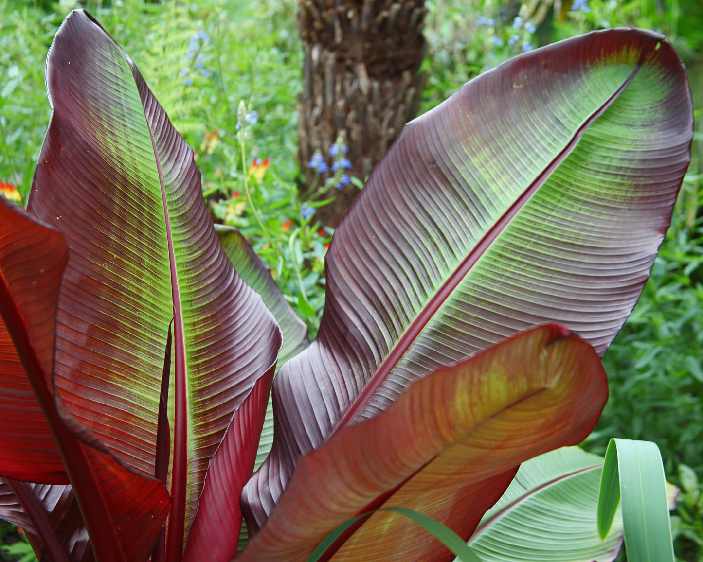 Canna 'Red Stripe'