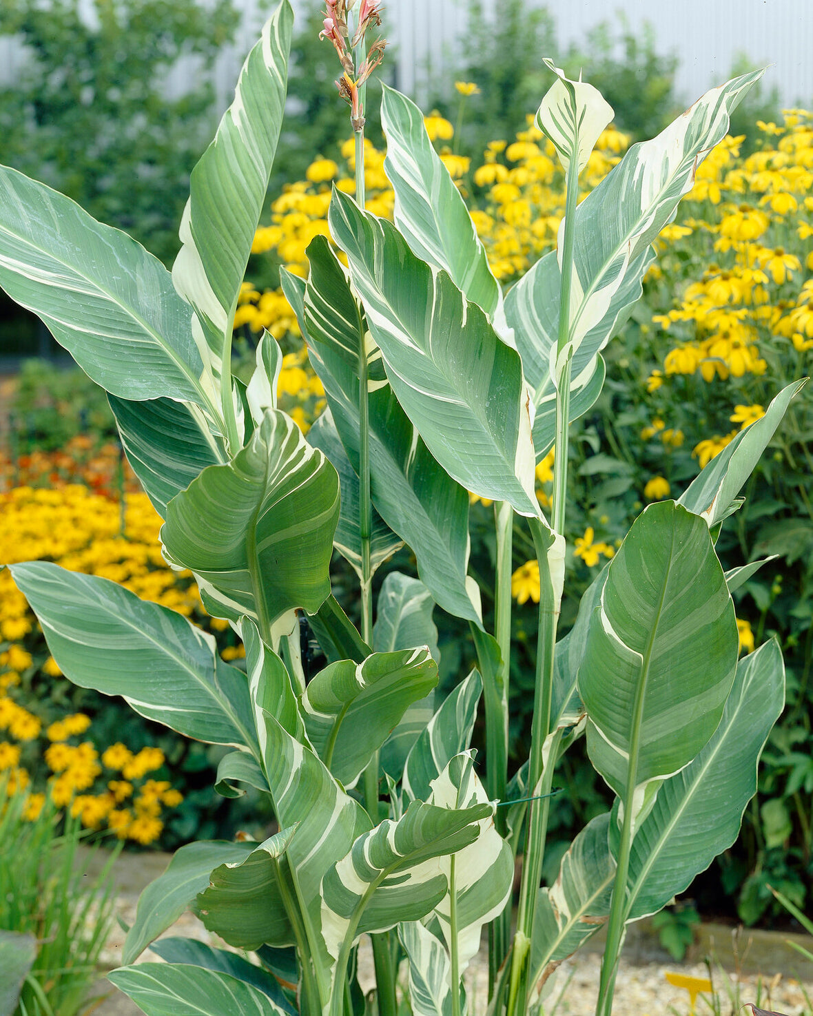 Canna 'Stuttgart'