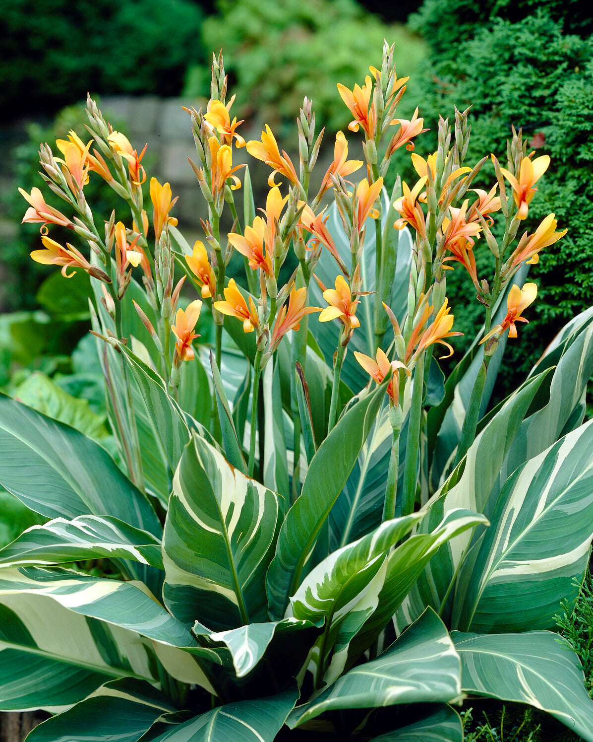 Canna 'Stuttgart'