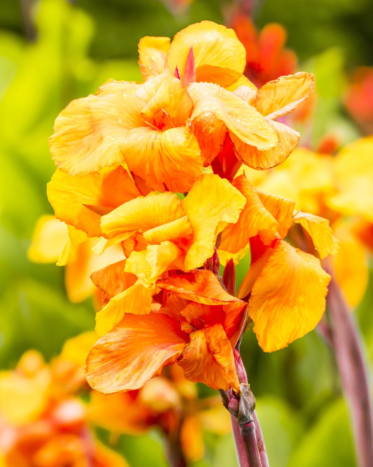 Canna 'Wyoming'